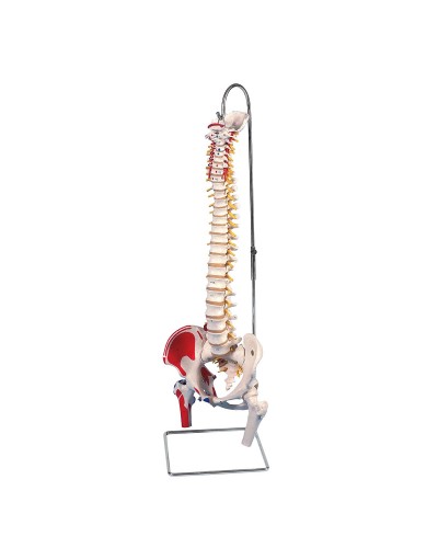 Classic Flexible Spine Model with Femur Heads and Painted Muscles